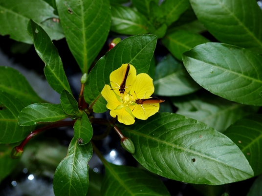 {Ludwigia peploides var. glabrescens}